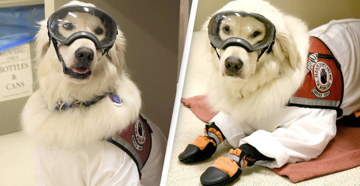 Adorable Service Dog Learns To Wear PPE So He Can Stay In Lab With Owner