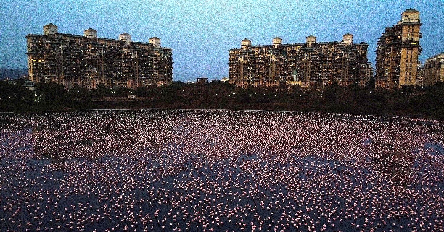 Thousands of Flamingos Flock to India's Largest City During Coronavirus Lockdown