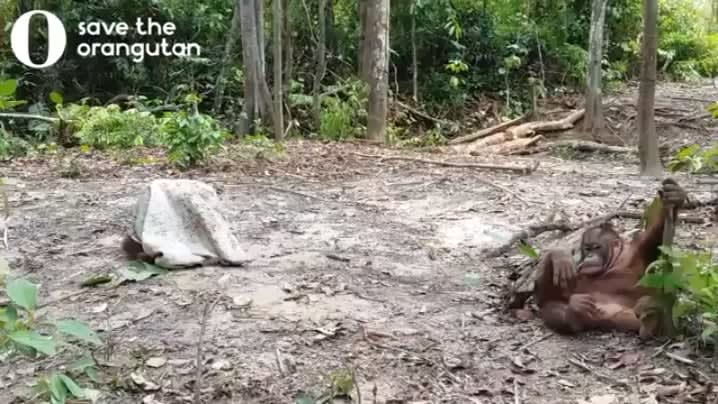 Orangutan finds an old pillowcase and pretends to be a spooky ghost