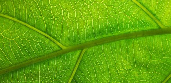 Leaf vein structure could hold key to extending battery life