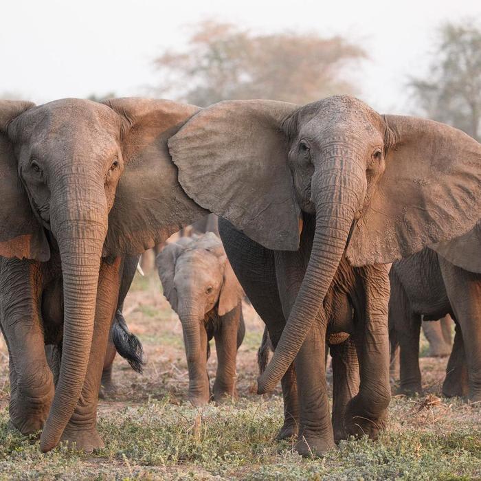 Elephants are evolving to lose their tusks