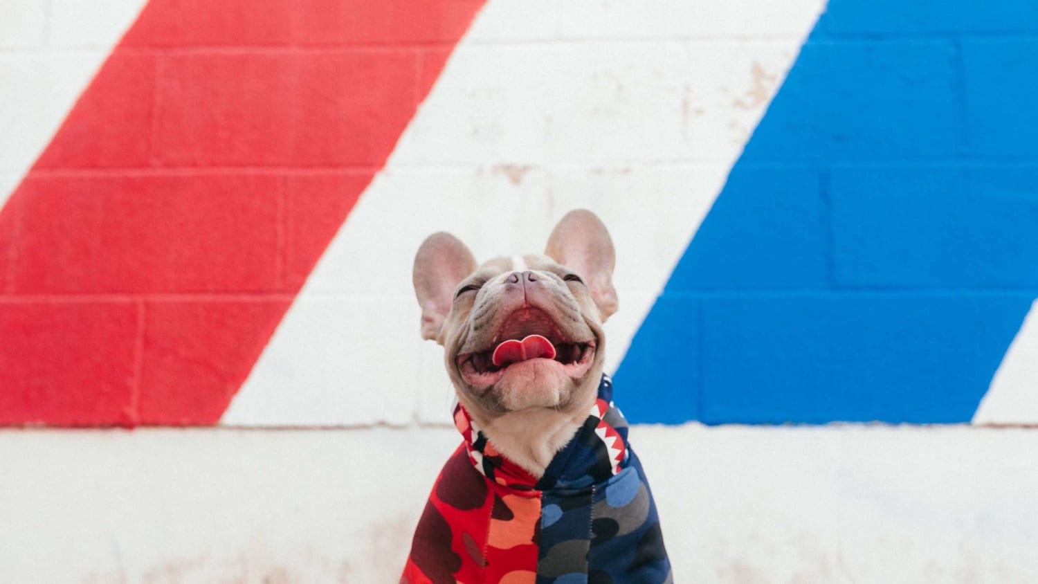 A French Bulldog Was Just Elected Mayor of Rabbit Hash, Kentucky in a Landslide Victory