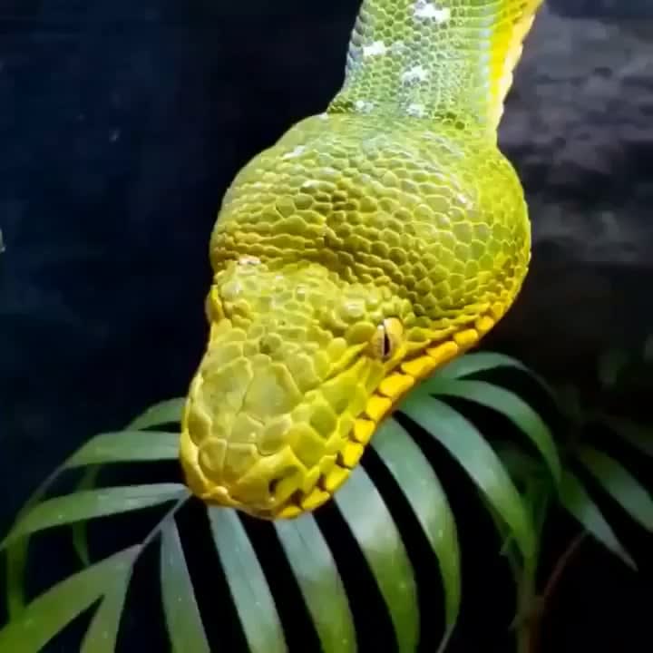 The way this snake yawns