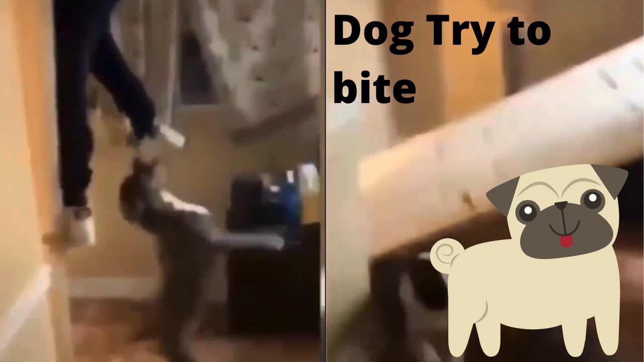man vs dog