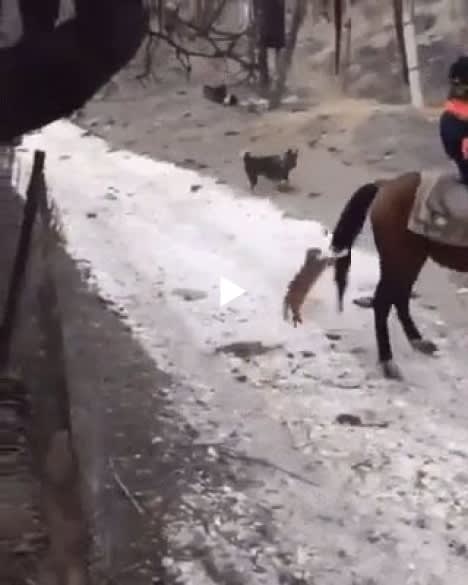 The Brave Cat Wants To Ride A Horse, Lol - Funny Pet Videos - Funny Pets Pictures
