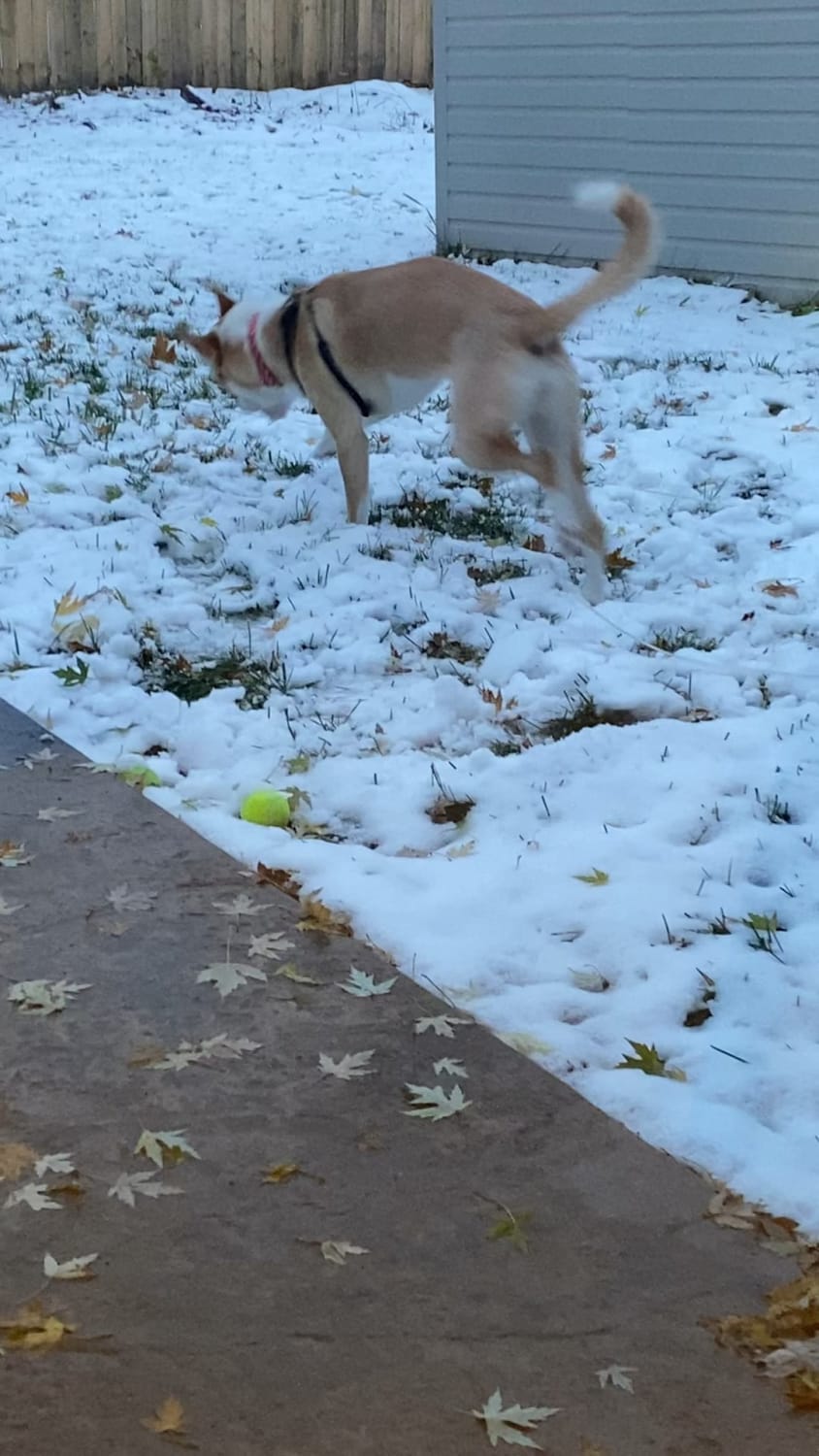 My first dog’s first snow!