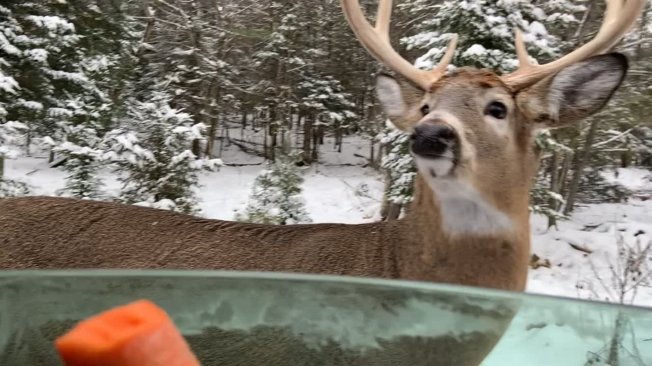 This adorable deer munching on a carrot