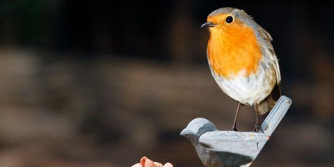 Top tips for feeding birds in autumn and winter
