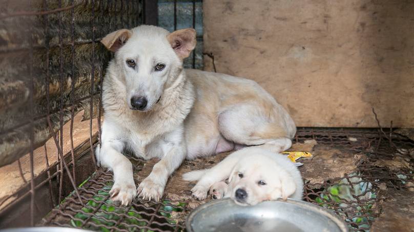 Heartbreaking Footage Shows Dogs In Cages Awaiting Slaughter At Meat Farm Before Being Saved