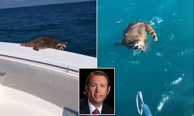 Outrage over man filming stowaway raccoon as it falls off of his boat