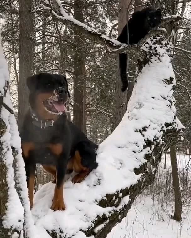Panther Teaches Rottweiler To Climb Trees