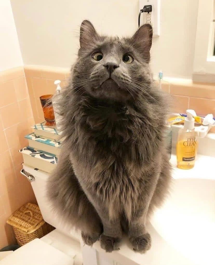 Charming maine coon found a new home