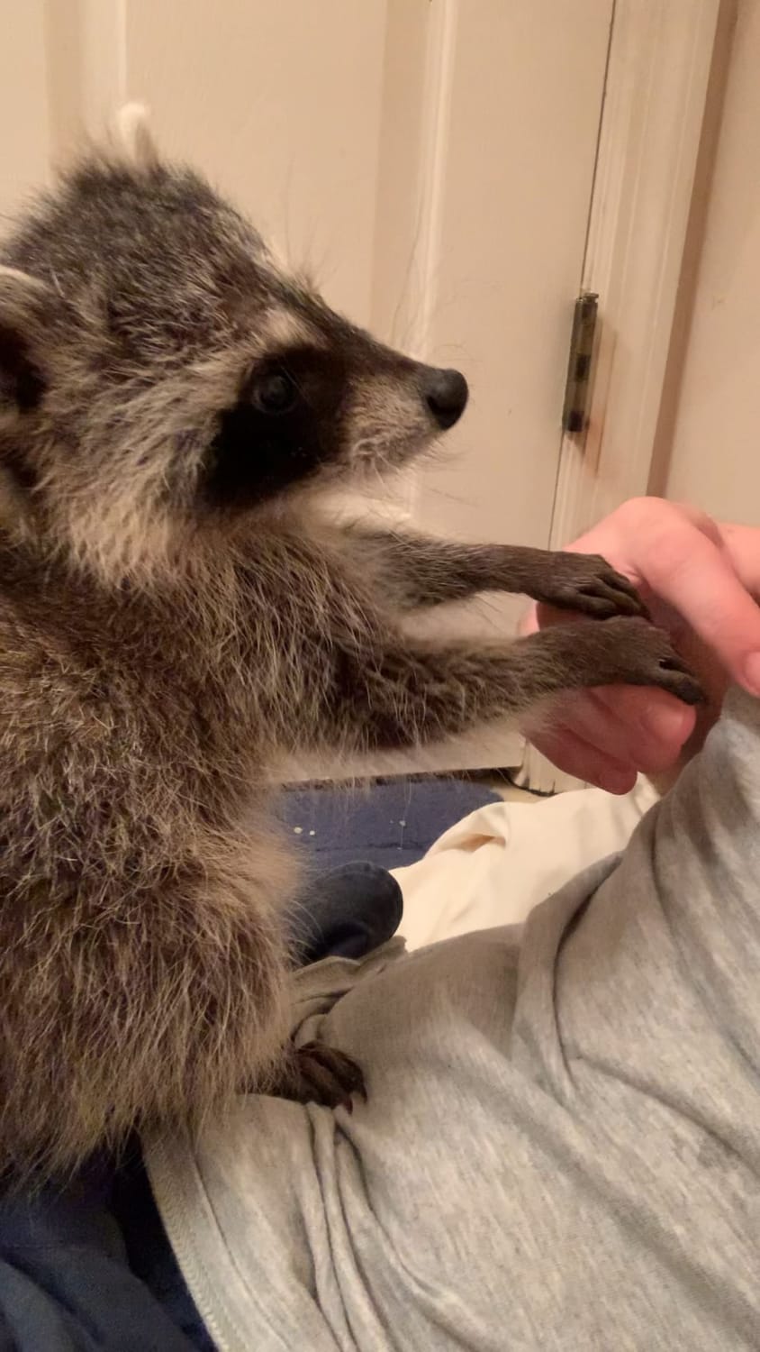 Hand massage from baby trash pandas are the BEST