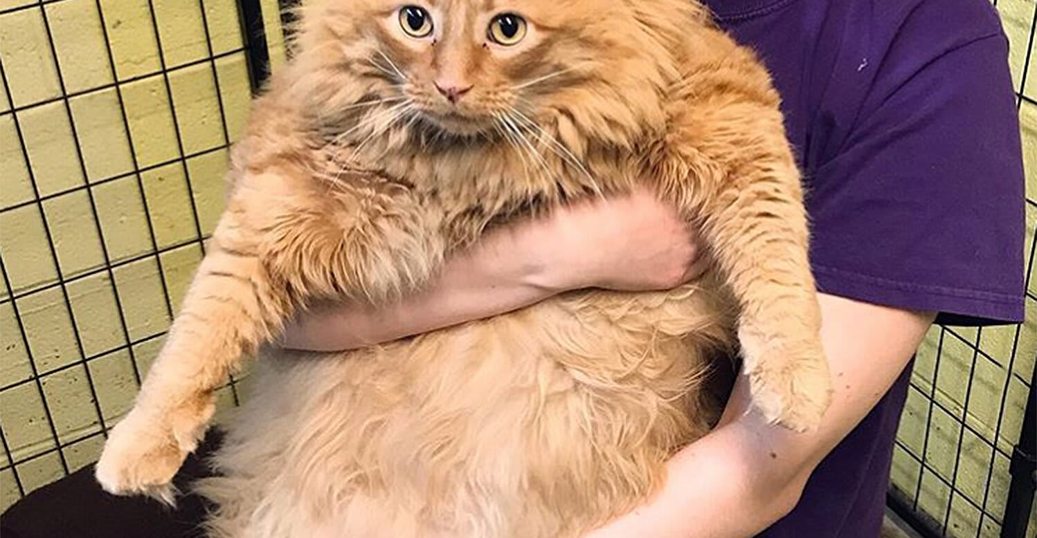 'Big Boy' 35-Pound Cat Named Bazooka Finds New Home After Arriving at Animal Shelter
