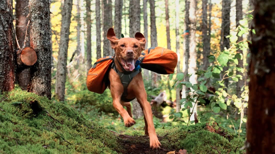 Shelter Dogs Are Being Trained to Protect Wildlife