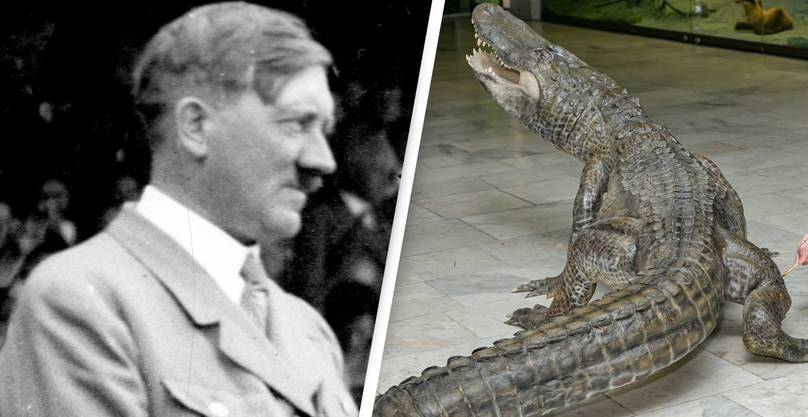 Alligator Rumoured To Be Hitler’s Personal Pet To Be Put On Display In Russia