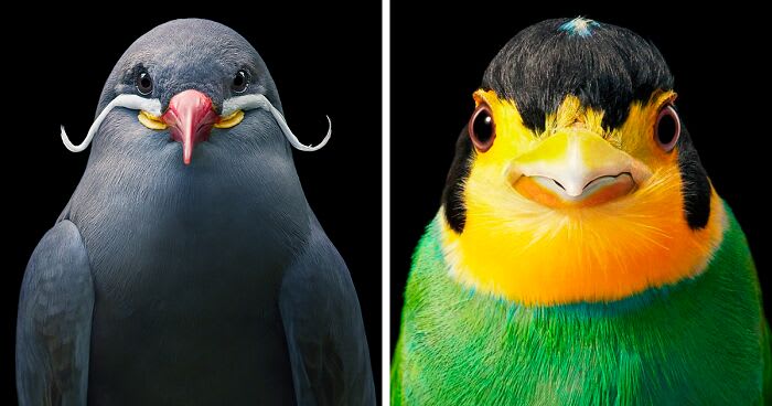 25 Portraits Of Rare And Endangered Birds That Look Simply Stunning
