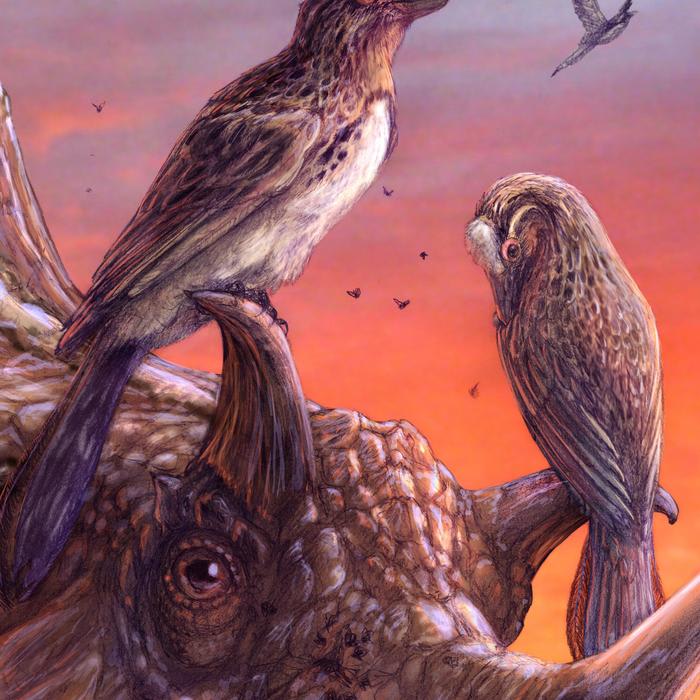 Rare fossil bird deepens mystery of avian extinctions