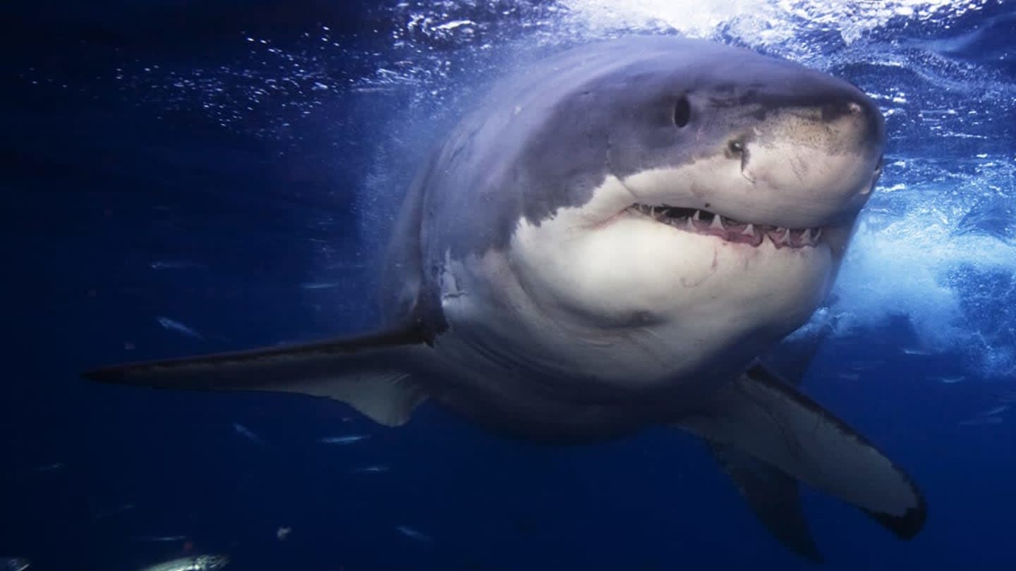 Great White Sharks May Have Led to Megalodons' Extinction