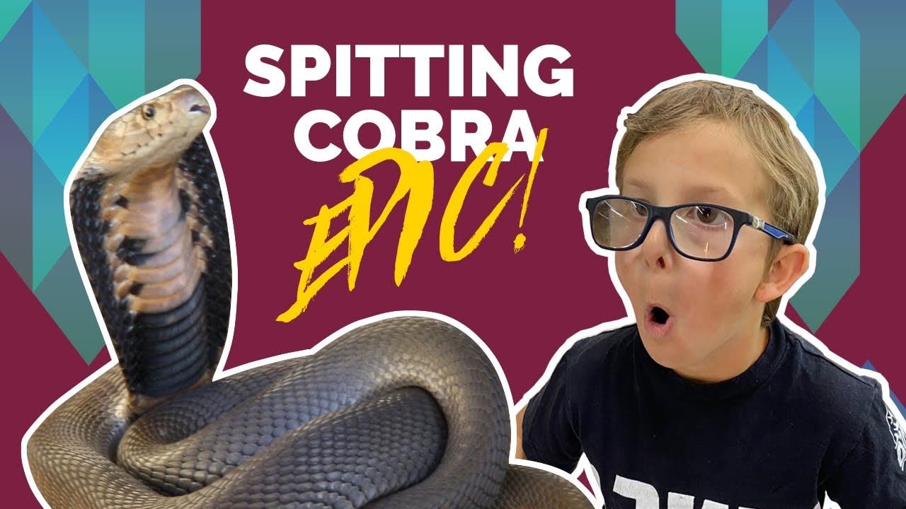 SPITTING COBRA HAS A PROBLEM!!