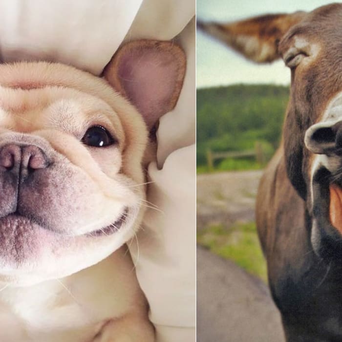 These Animals Can't Stop Smiling And It's Insanely Wonderful