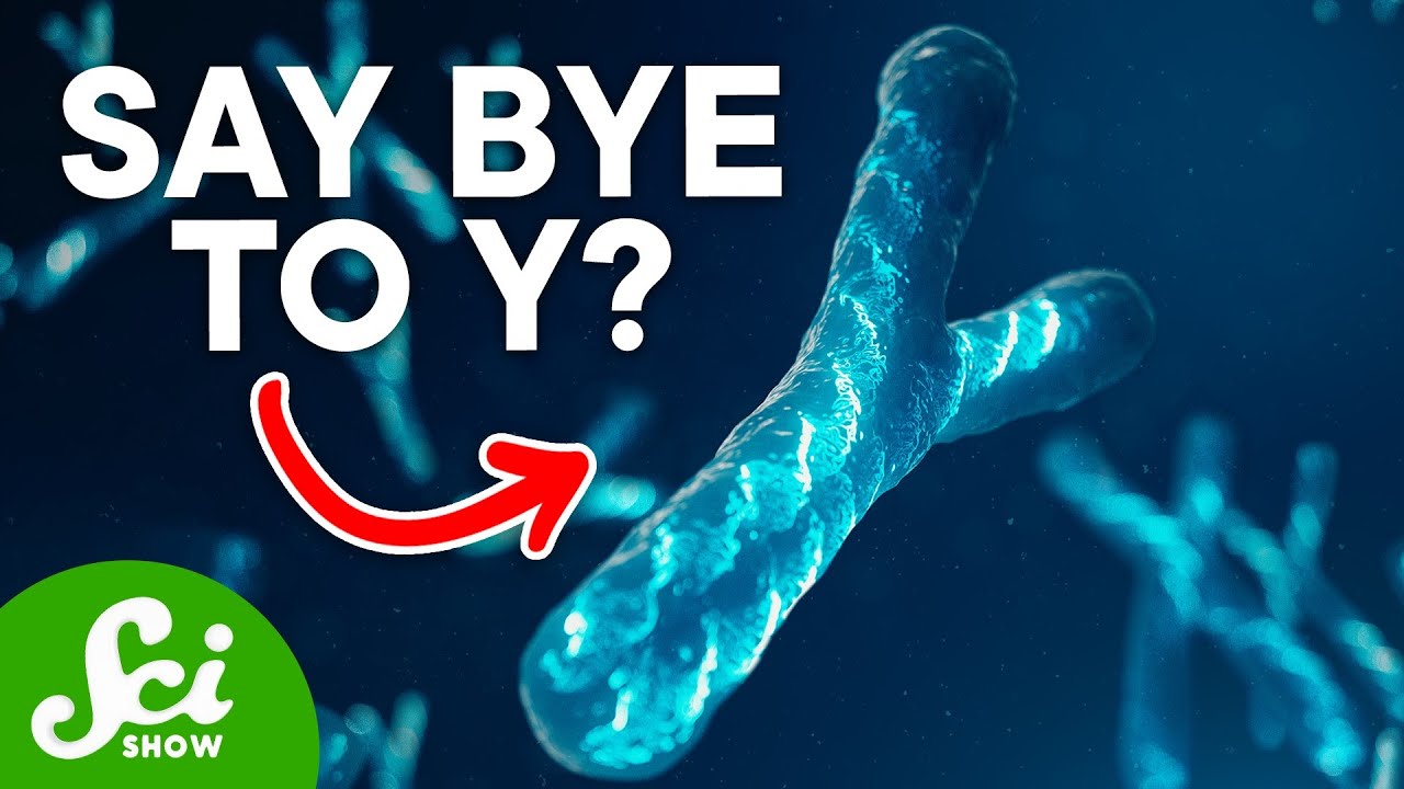 Why Y Chromosomes Might Disappear