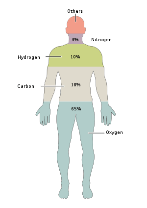Composition of the human body