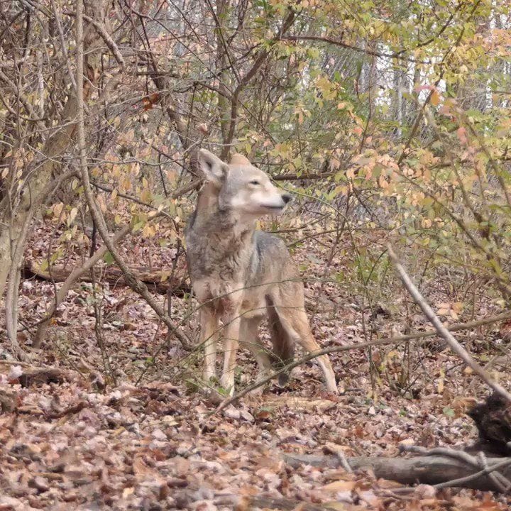 The characteristic howls of red wolves usually include a series of ...