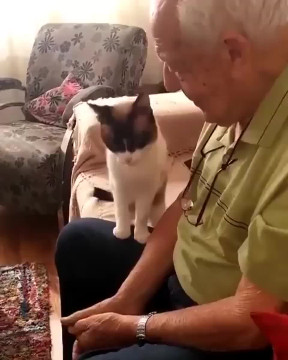 to get pets
