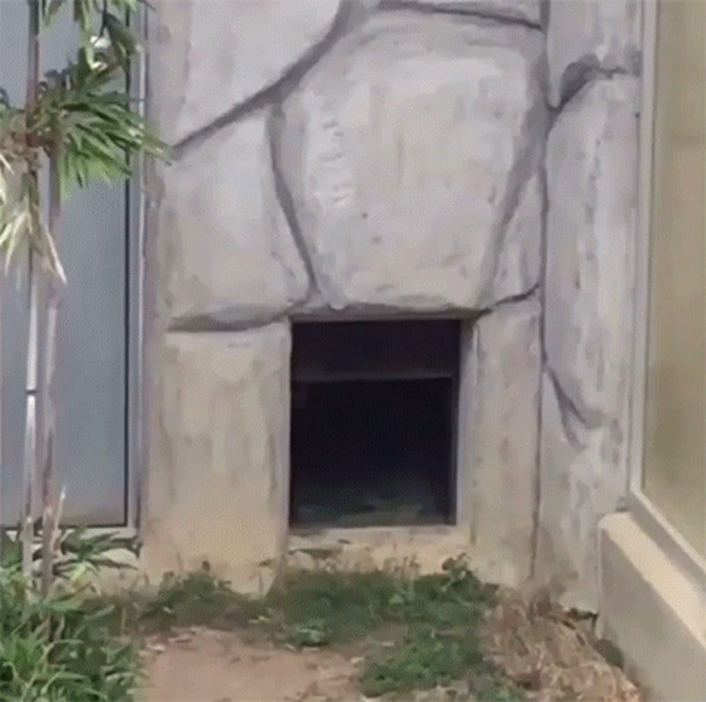 Red panda getting scared by a rock