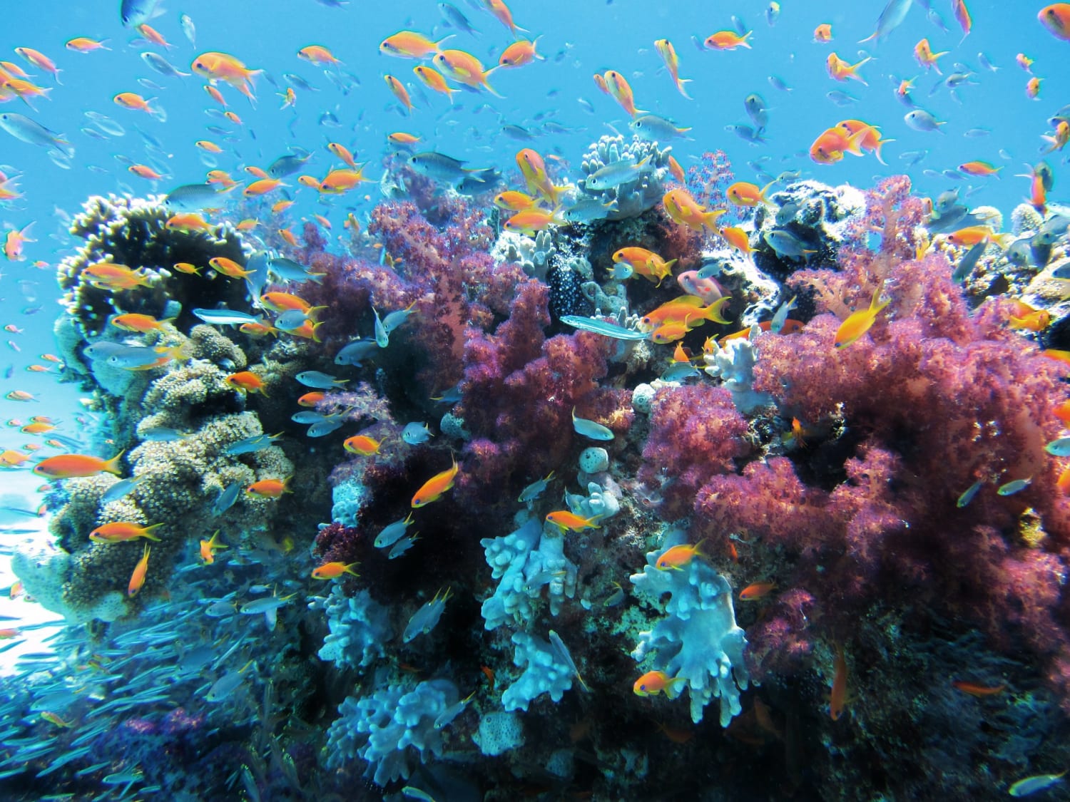 Diving In Oman: Ultimate List of Best Diving Sites
