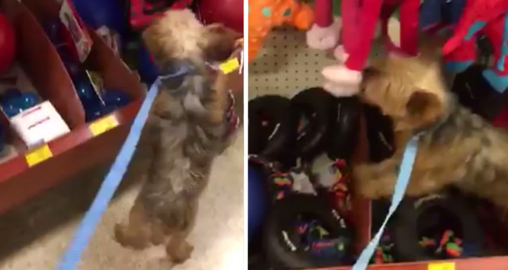 Puppy Mill Rescue Is So Excited To Pick Out First Toy, She Jumps On The Shelf -