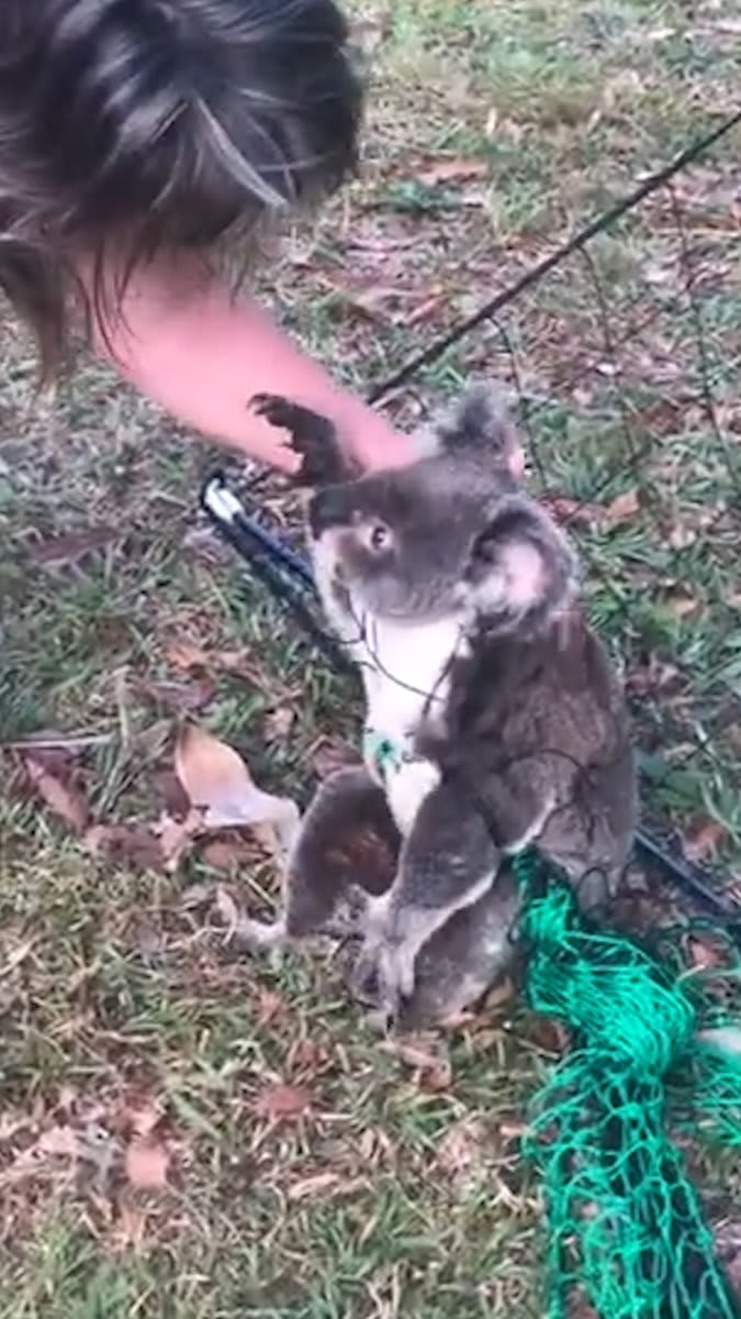 Little koala waits like a teddy bear while this woman rescues him ❤ 😭