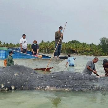 Beached whale had 115 plastic cups in its stomach