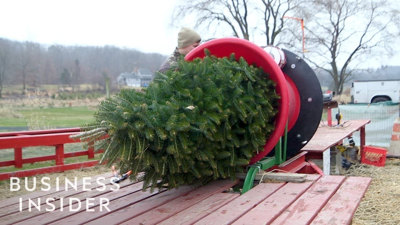 How Christmas Trees Are Grown