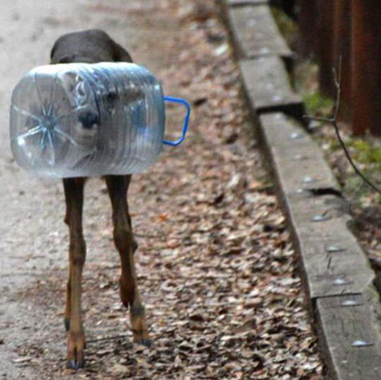 Viral Photo of Deer Stuck in Water Bottle Shows Just How Deadly Plastic is to Wildlife