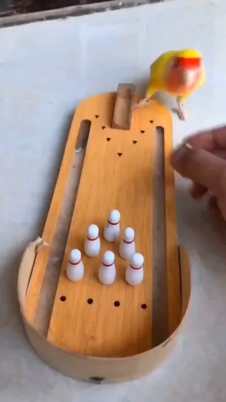 This parrot can play bowling, dunk, turn over, play dead and throw coins.