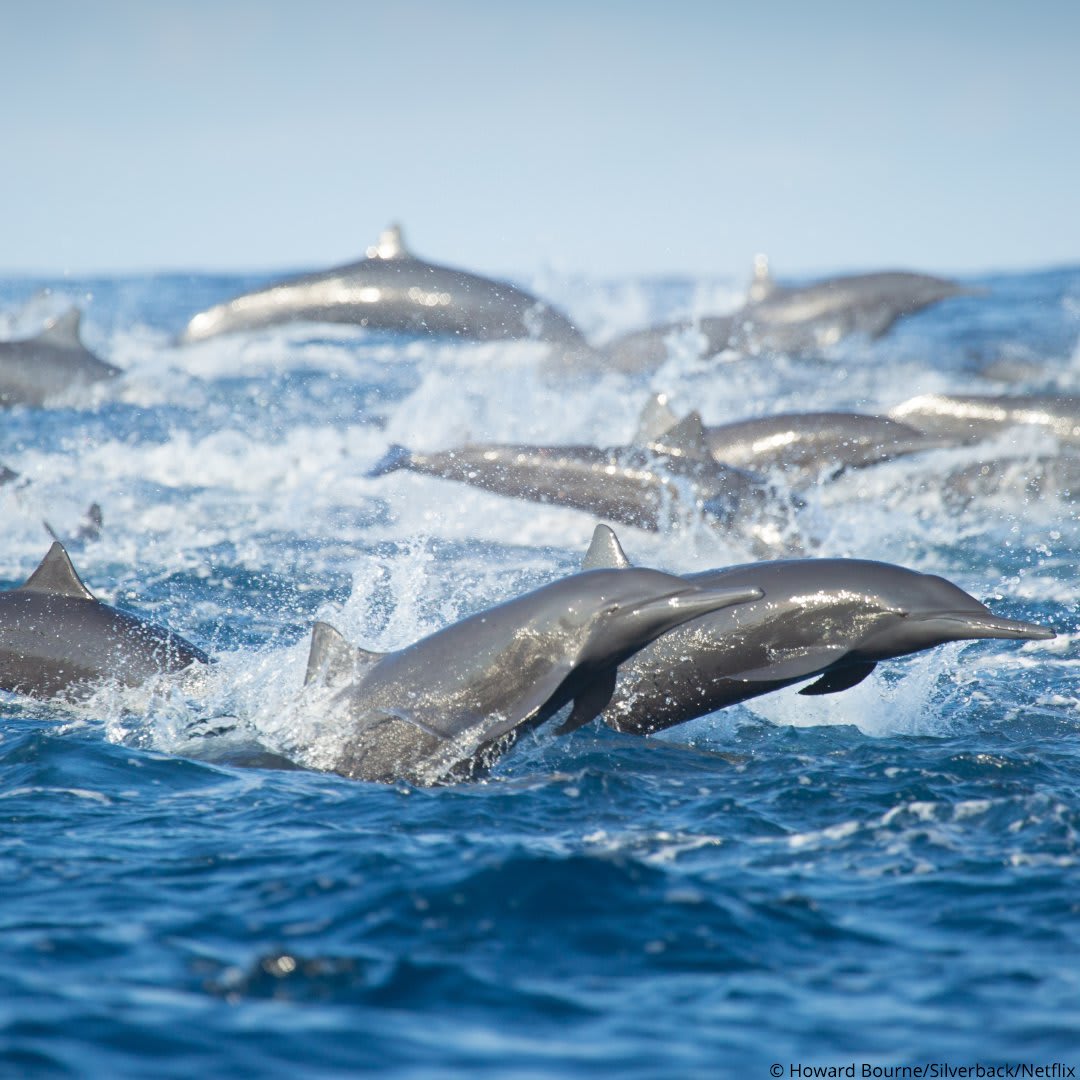 A pod of spinner dolphins on the charge, fleeing from predatory false killer whales that were chasing them. Image captured off the Pacific coast of Costa Rica.