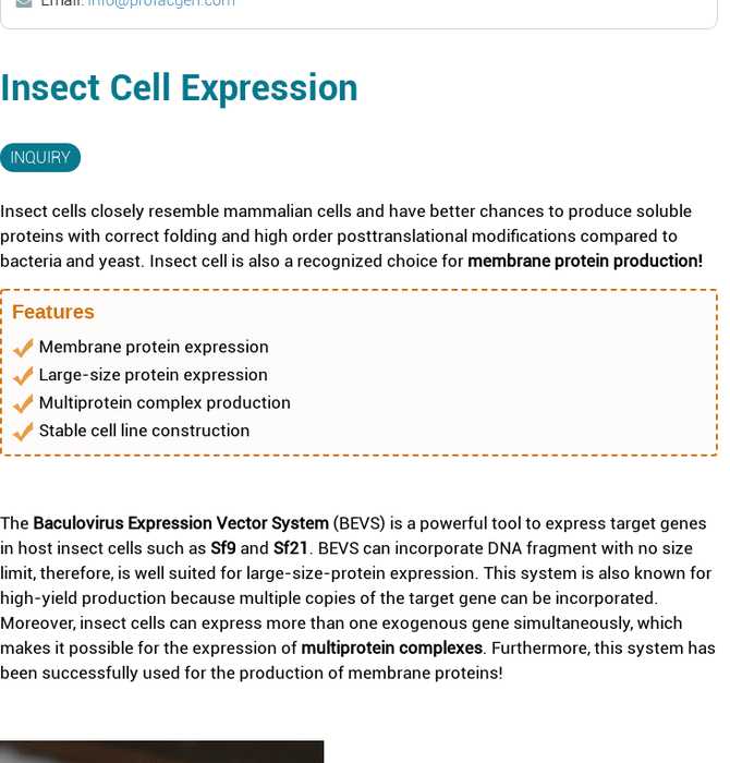 Insect Cell Expression