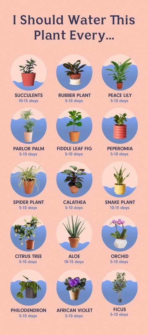 When to water plants