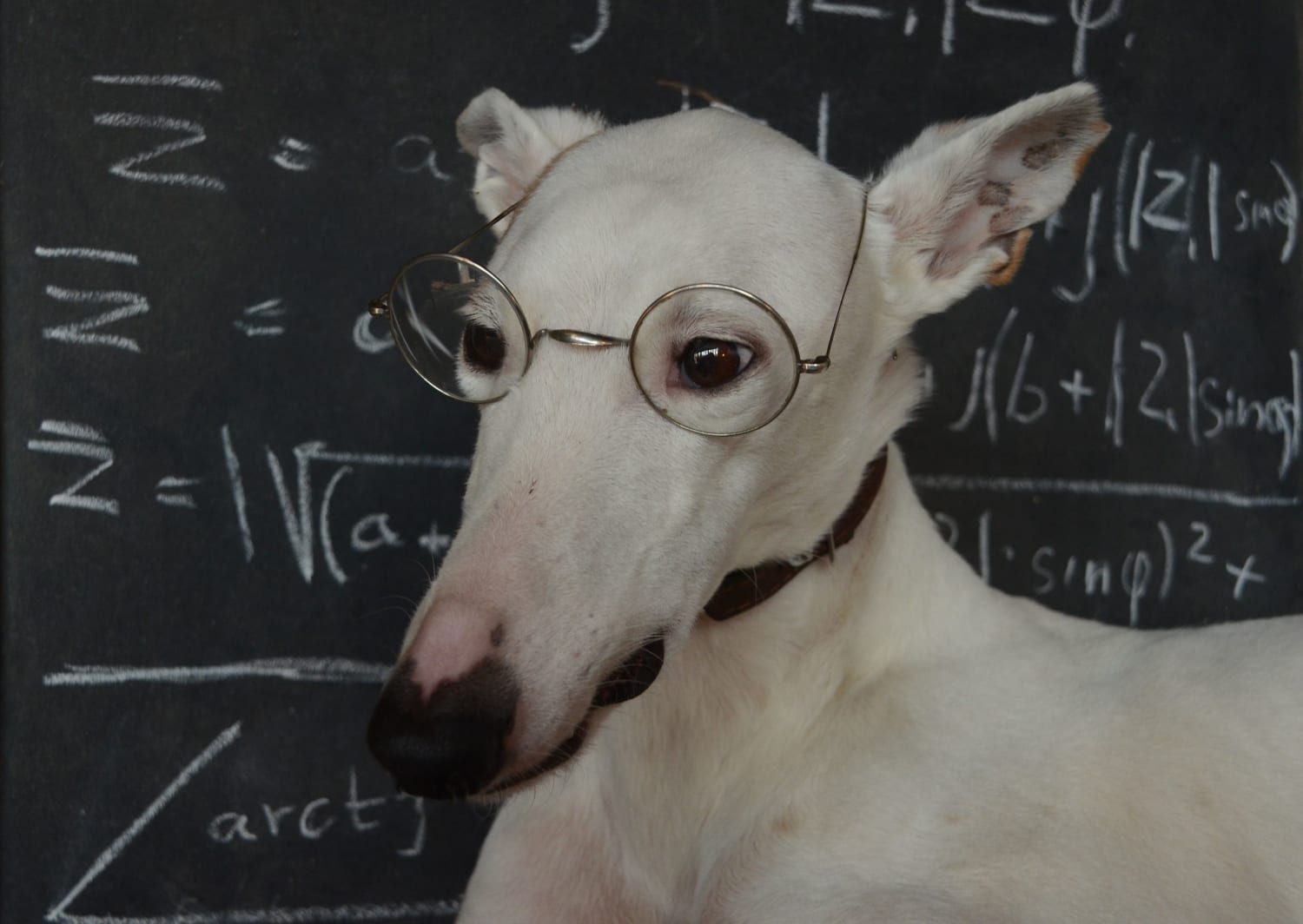 Can You Name the 10 Most Intelligent Animals?