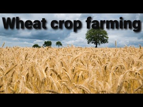 How to grow Wheat Crop? USA | AUSTRALIA | UK | INDIA | FARMING | AGRI-FARMS |