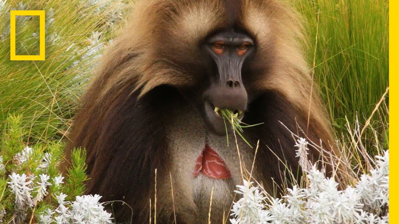 Spend a Day With the World’s Only Grass-Eating Monkeys | National Geographic