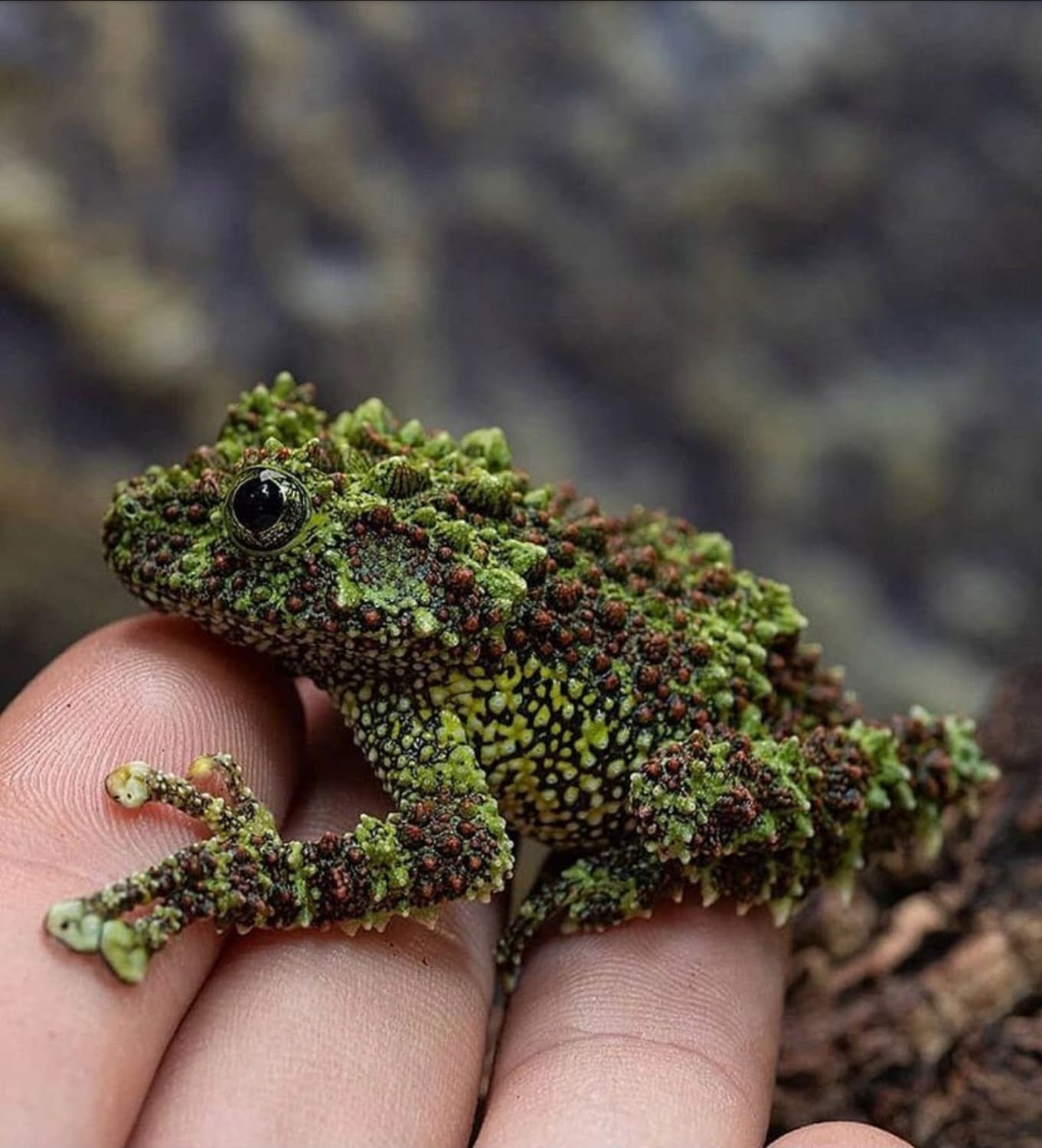 This is Vietnamese mossy frog
