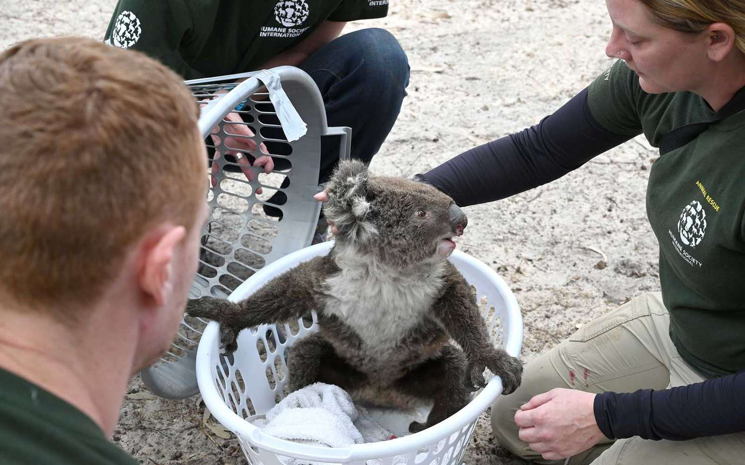 Australia's Kangaroo Island Seeking Volunteers to Feed Koalas Injured in Bushfires