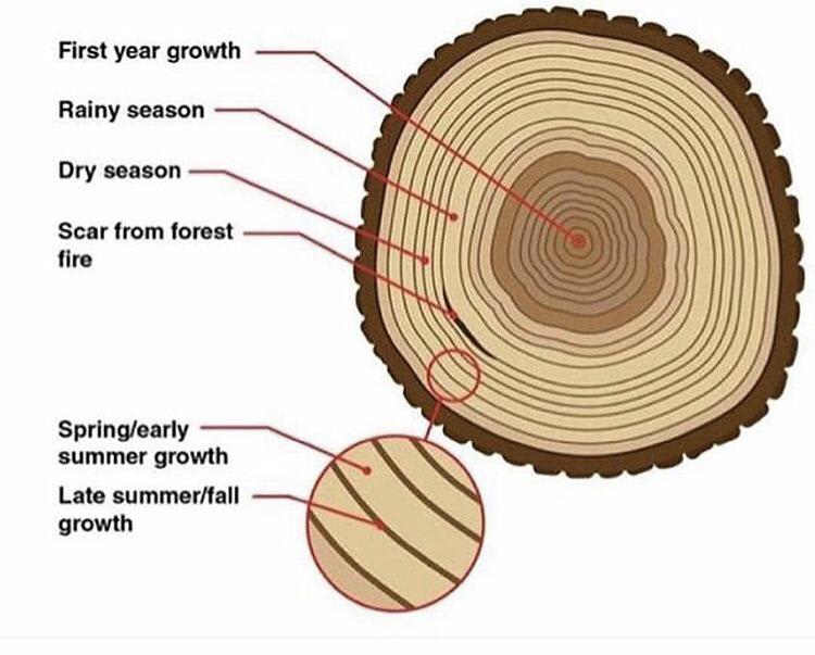 Tree timeline
