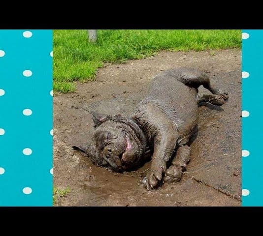 Best Dogs of the Week Video Compilation #3