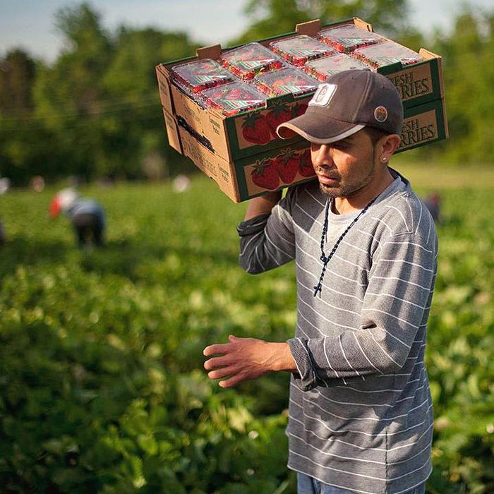 Why farm-worker migration is booming
