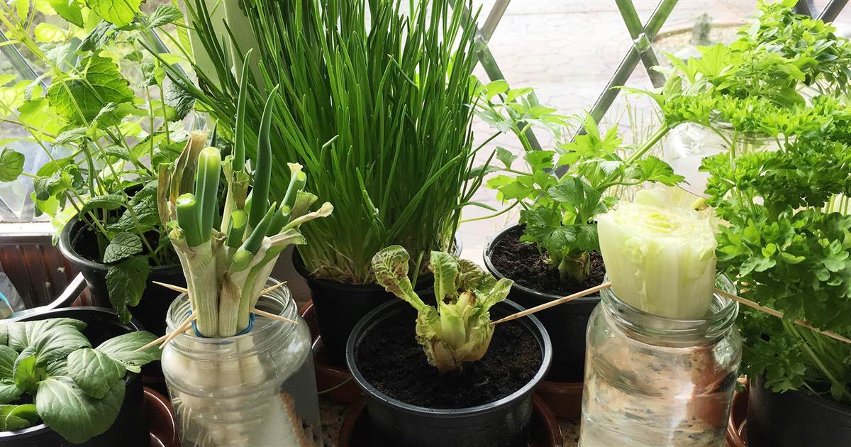 How to (easily!) regrow vegetables from scraps indoors