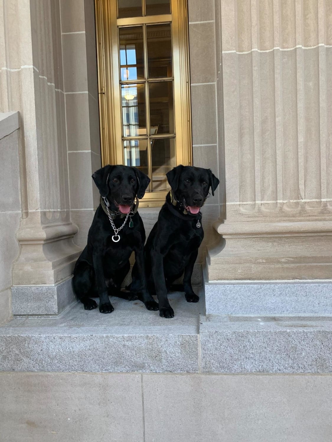 Wyoming State Patrol K9's Duster and Scout take a break from performing a sweep of the Wyoming Supreme Court for a Foreign dignitary for this great pic! Give a shout out to our Wyoming F.R.E.D. K9 Members!